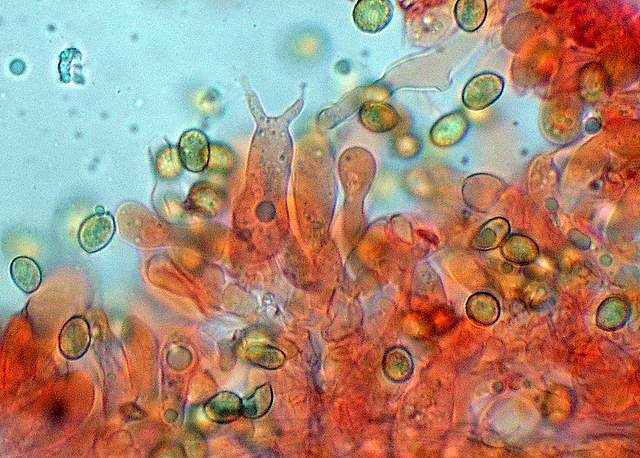 Cortinarius spec. Cod.:2392-7